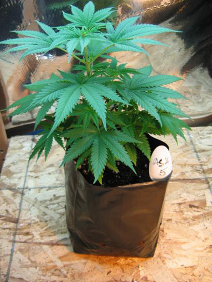Mr. Nice Seeds - ASH (reg.)