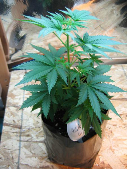Mr. Nice Seeds - ASH (reg.)