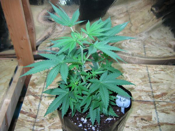 Mr. Nice Seeds - ASH (reg.)