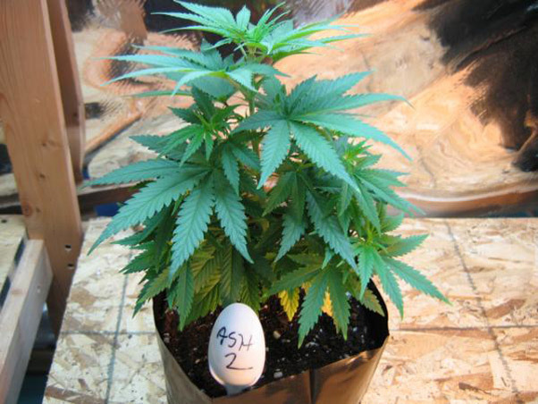 Mr. Nice Seeds - ASH (reg.)