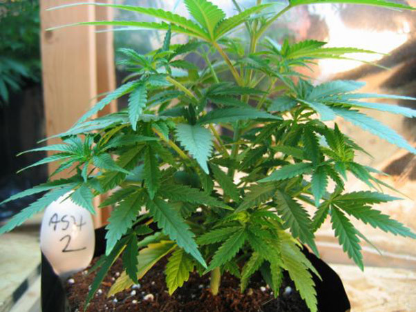 Mr. Nice Seeds - ASH (reg.)