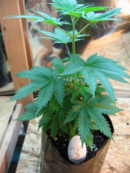 Mr. Nice Seeds - ASH (reg.)