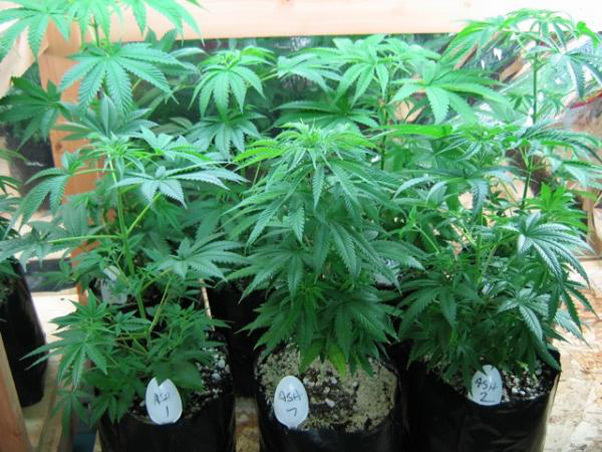 Mr. Nice Seeds - ASH (reg.)