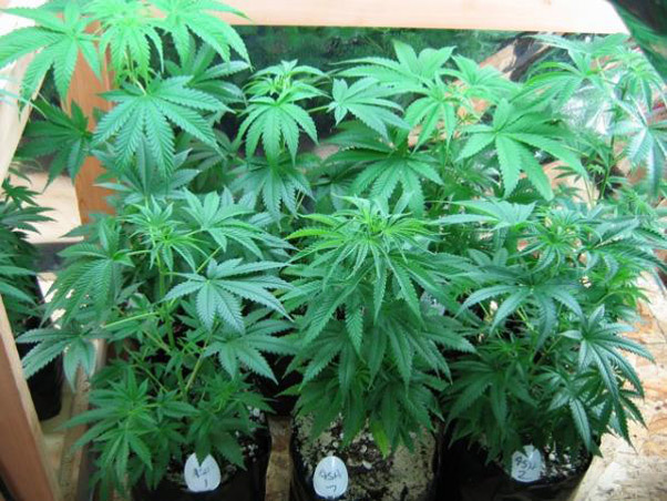 Mr. Nice Seeds - ASH (reg.)
