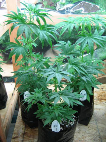 Mr. Nice Seeds - ASH (reg.)
