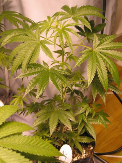 Mr. Nice Seeds - ASH (reg.)