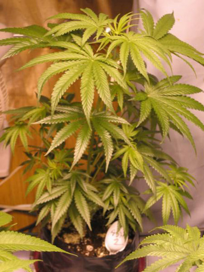 Mr. Nice Seeds - ASH (reg.)