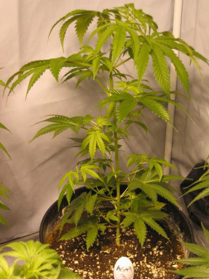 Mr. Nice Seeds - ASH (reg.)