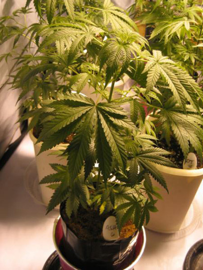 Mr. Nice Seeds - ASH (reg.)