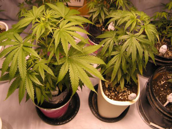 Mr. Nice Seeds - ASH (reg.)