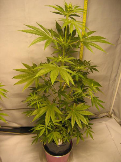 Mr. Nice Seeds - ASH (reg.)