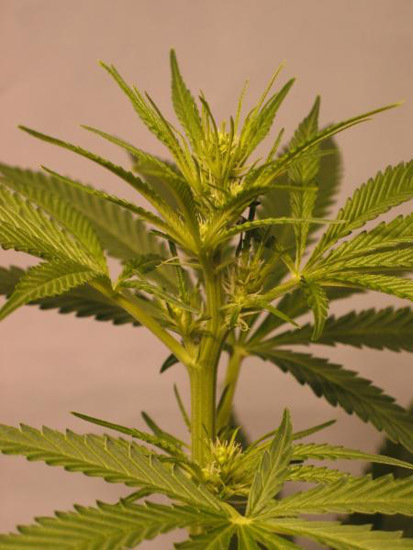 Mr. Nice Seeds - ASH (reg.)