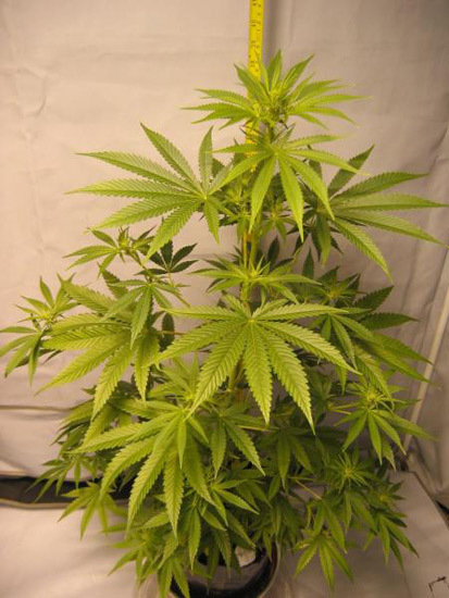 Mr. Nice Seeds - ASH (reg.)
