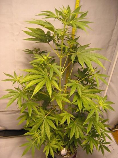 Mr. Nice Seeds - ASH (reg.)