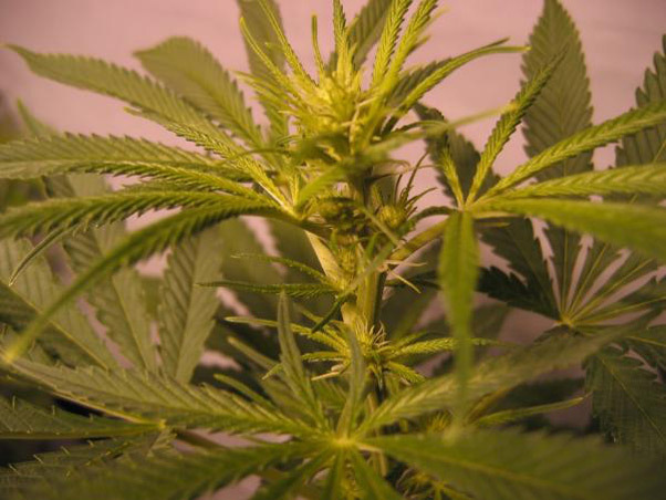 Mr. Nice Seeds - ASH (reg.)