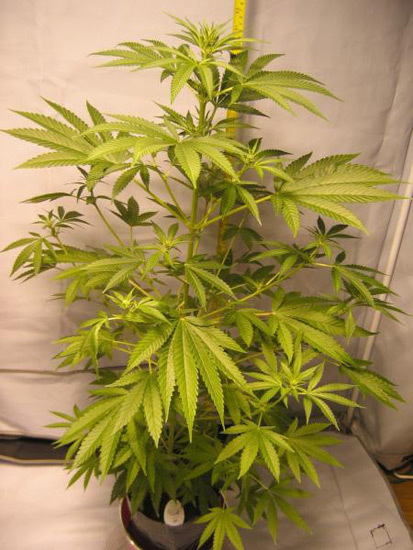 Mr. Nice Seeds - ASH (reg.)