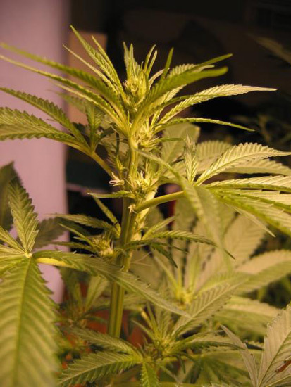 Mr. Nice Seeds - ASH (reg.)