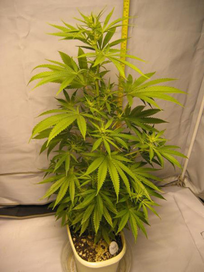 Mr. Nice Seeds - ASH (reg.)