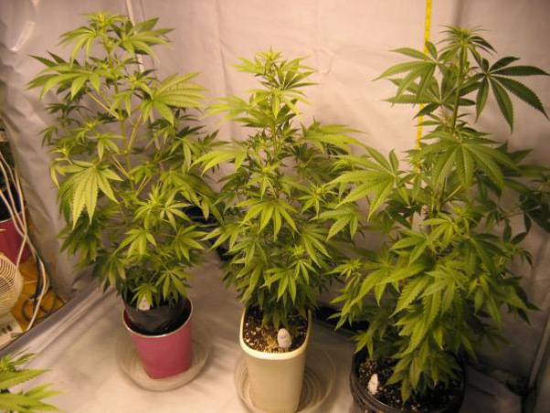 Mr. Nice Seeds - ASH (reg.)