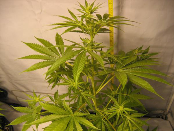 Mr. Nice Seeds - ASH (reg.)