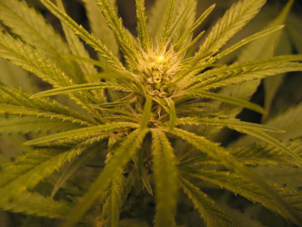 Mr. Nice Seeds - ASH (reg.)