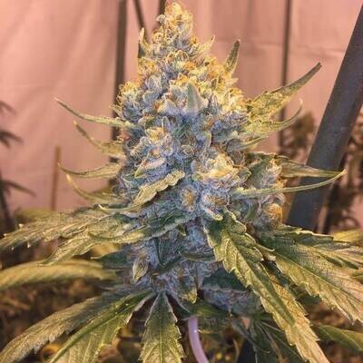 Grand Daddy Genetics - Cocoa OG (reg.) 08638