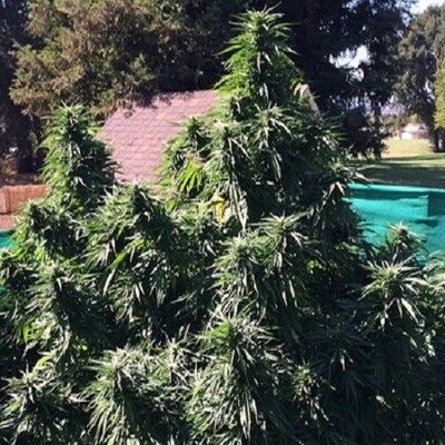 Grand Daddy Genetics - Ken's Honeydew (reg.) 08641