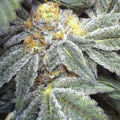 Grand Daddy Genetics - Kens Grand OG (reg.) 08642