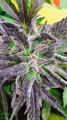 Grand Daddy Genetics - Purple Dream (reg.) 08643