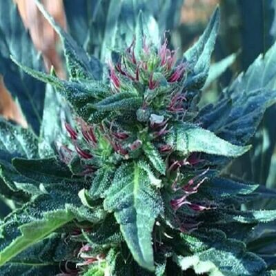 Grand Daddy Genetics - Snowcap (reg.) 08645