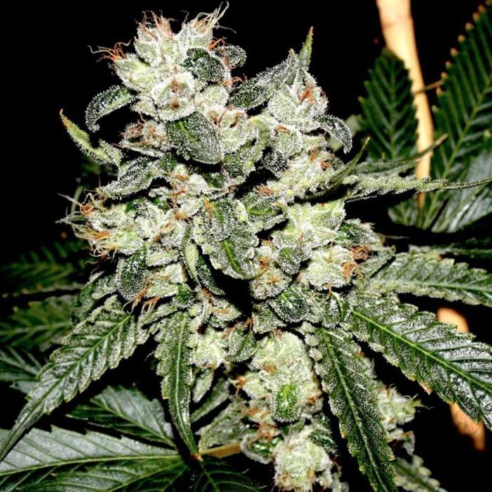Dark Horse Genetics - Original Bruce Banner F2 (reg.)
