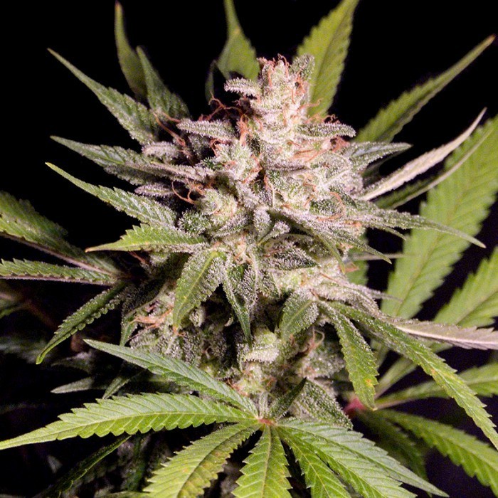 Reserva privada (DNA Genetics Seeds) - Silver Bubble (reg.)