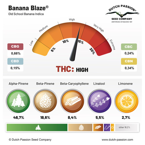 Dutch Passion - Banana Blaze (fem.)
