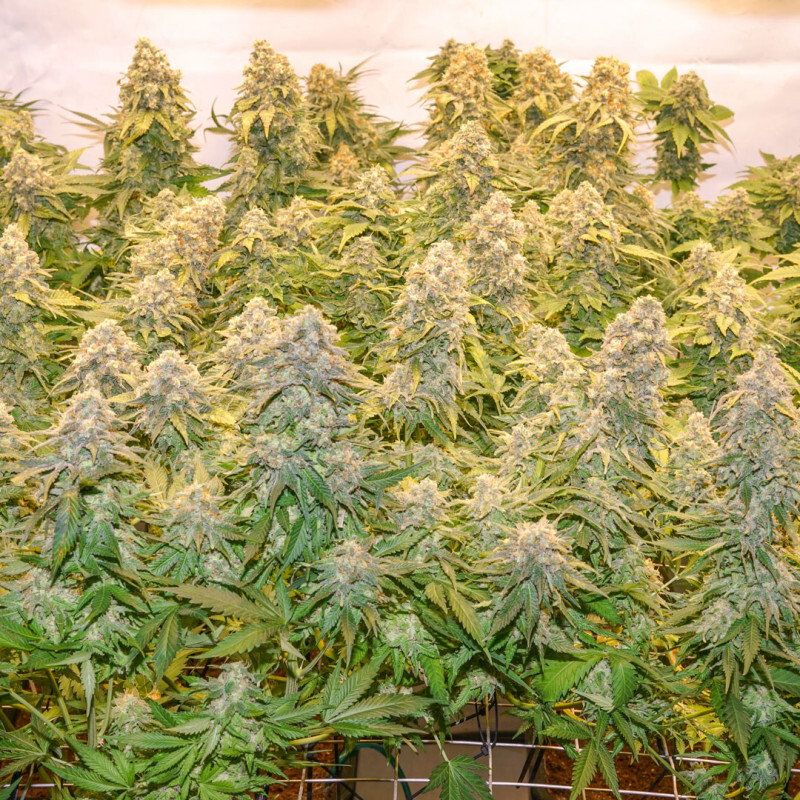 Dutch Passion - Banana Blaze (fem.)