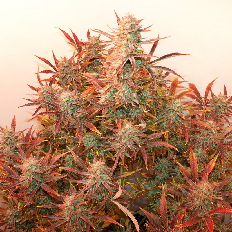 Dutch Passion - Auto Banana Blaze (auto/fem.)