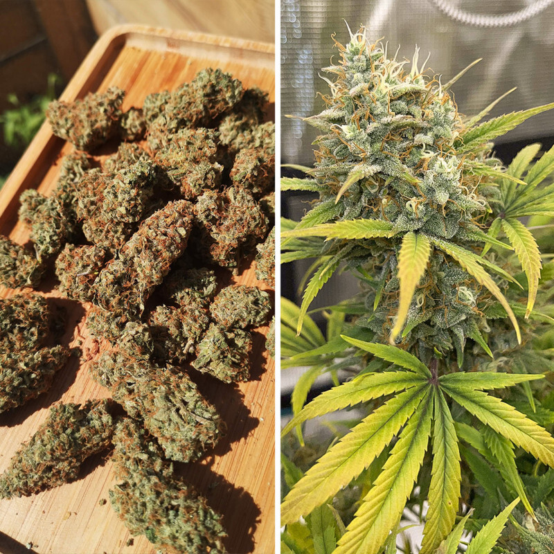 Dutch Passion - Auto Banana Blaze (auto/fem.)