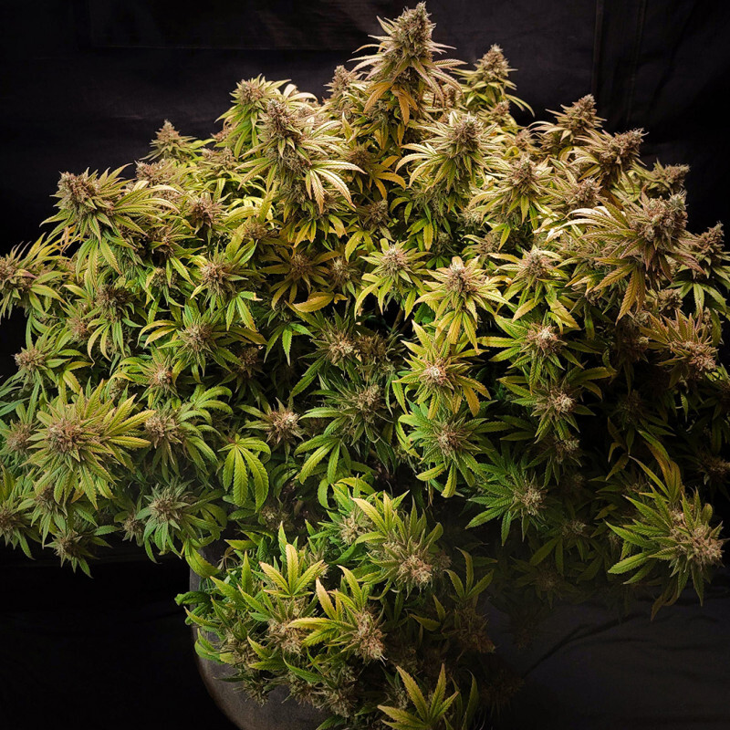 Dutch Passion - Glueberry O.G. (fem.)