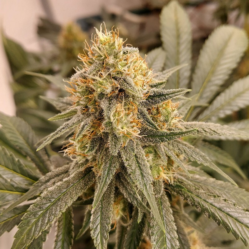 Dutch Passion - HiFi 4G (fem.)