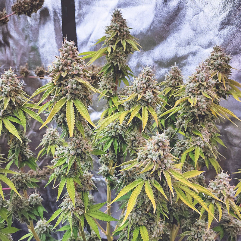 Dutch Passion - Glueberry O.G. (fem.)