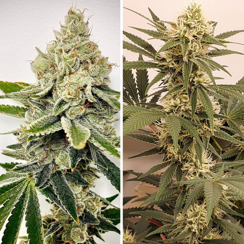 Dutch Passion - HiFi 4G (fem.)