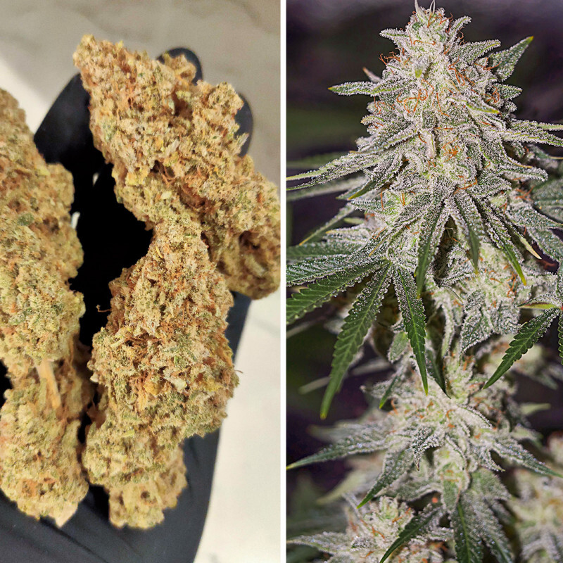 Dutch Passion - Glueberry O.G. (fem.)
