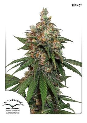 Dutch Passion - HiFi 4G (fem.) 06246