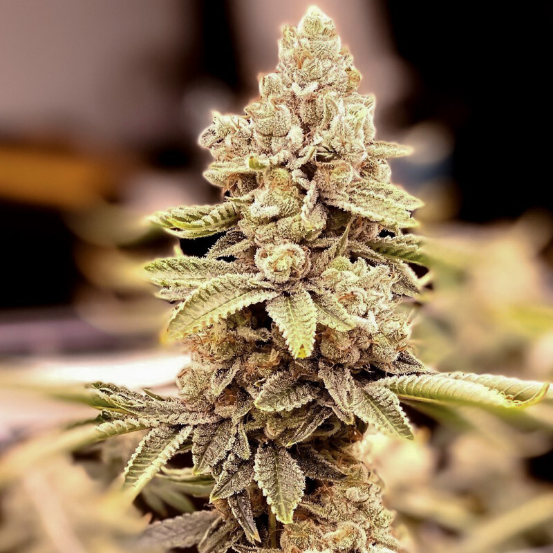 Dutch Passion - HiFi 4G (fem.)