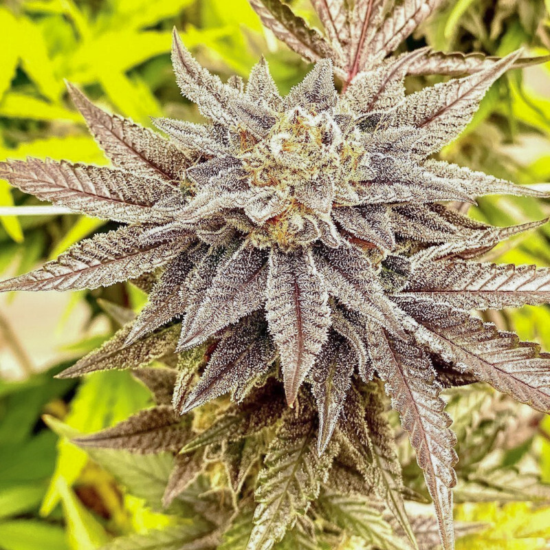 Dutch Passion - HiFi 4G (fem.)