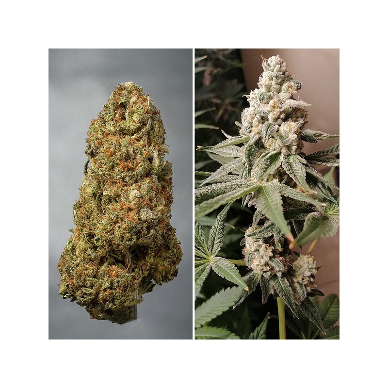 Dutch Passion - Meringue (fem.)