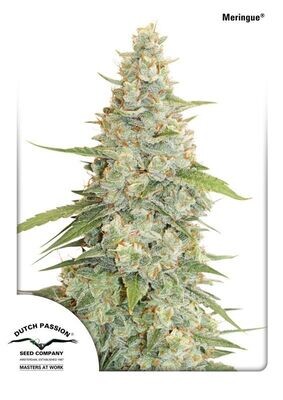 Dutch Passion - Meringue (fem.) 06243