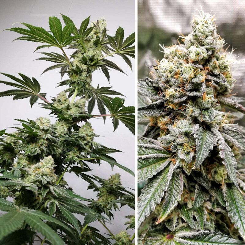 Dutch Passion - Meringue (fem.)