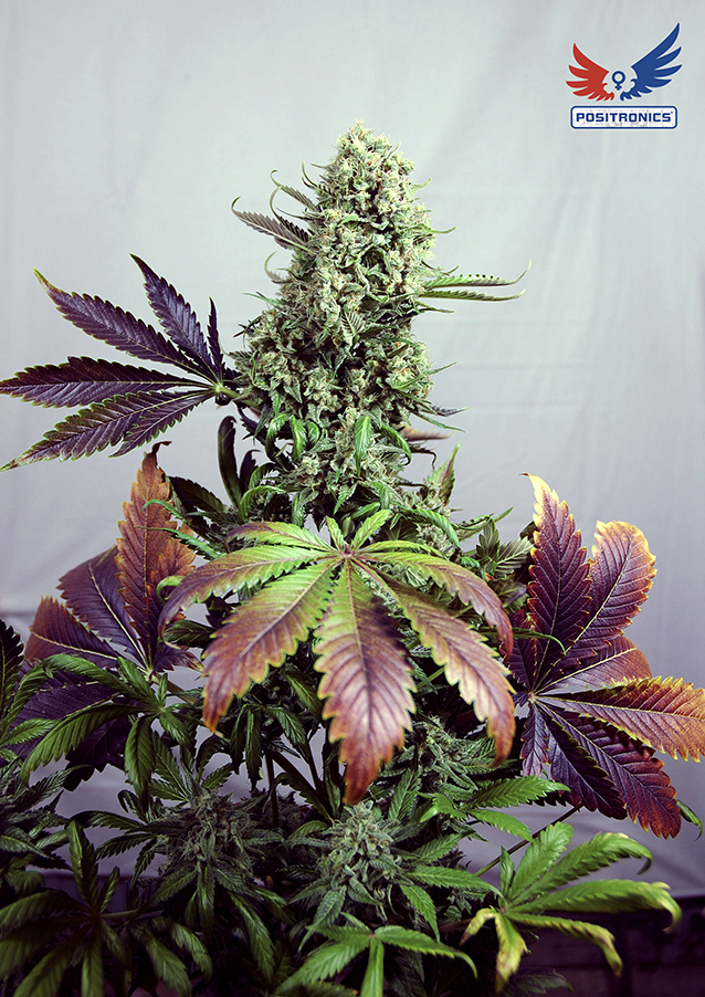 Positronics - Purple Haze (fem.)