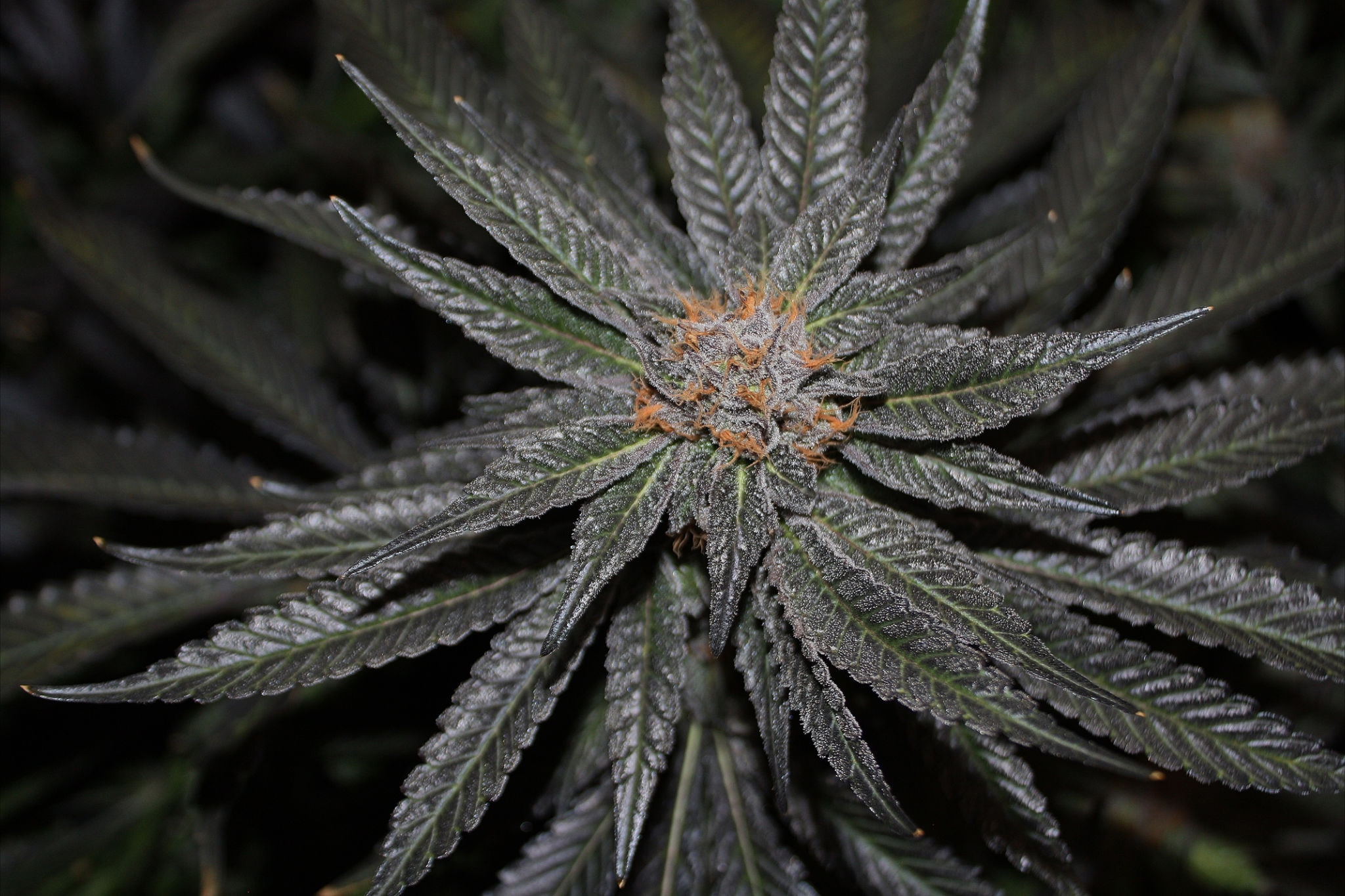 Rare Dankness - Rare Dankness (reg.)