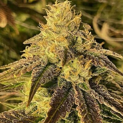 Rare Dankness - Coco Nibbles (reg.) 08661